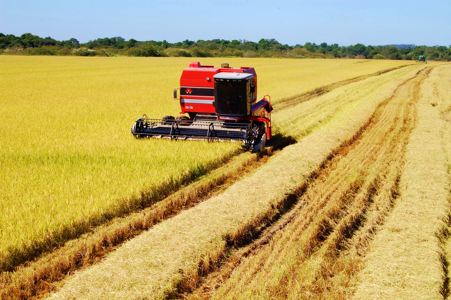 Colheita do arroz no Rio Grande do Sul é aberta oficialmente