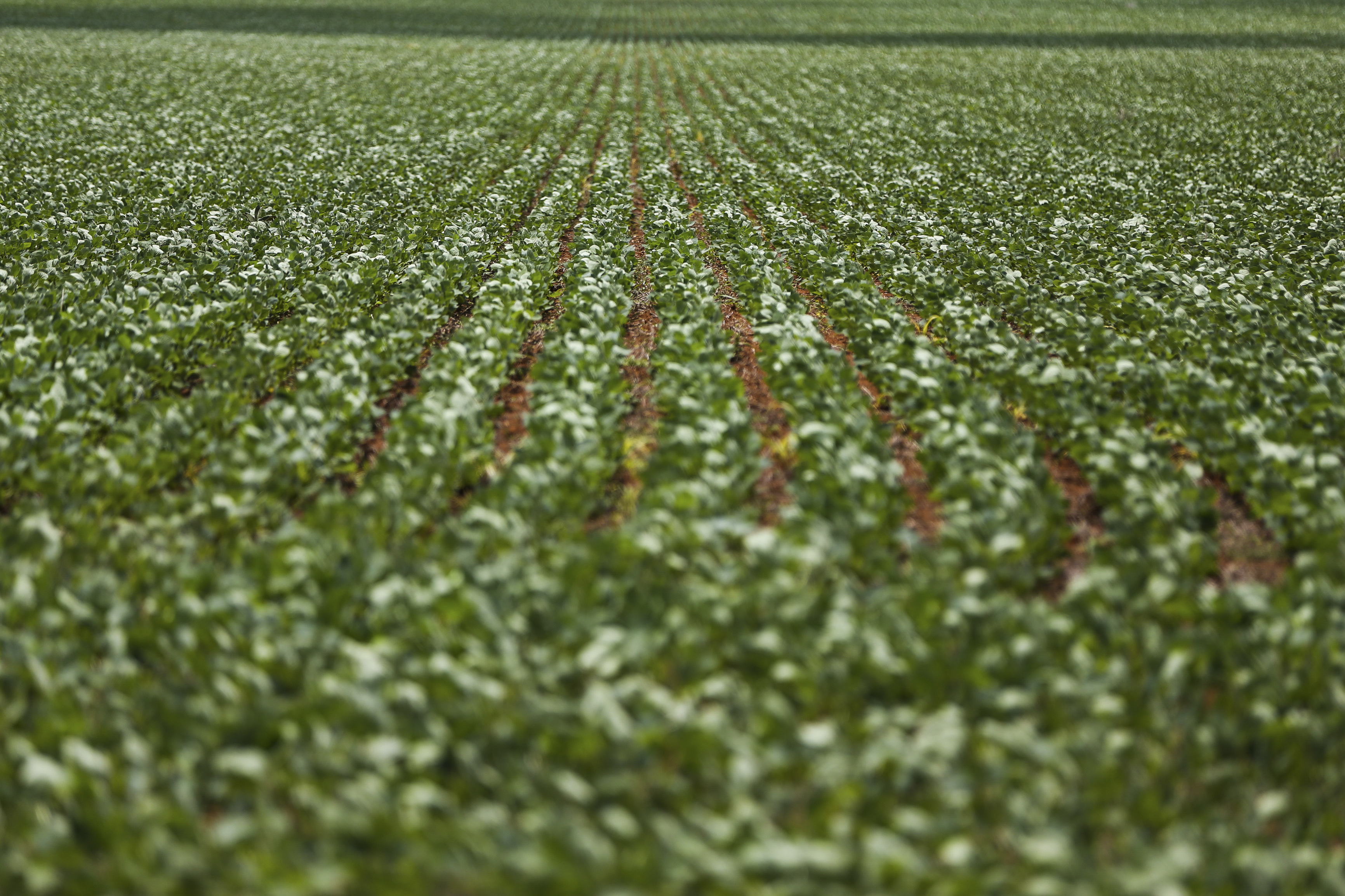 Os impactos do agronegócio na economia brasileira